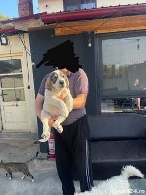 Căței asia centrala vaccinați și deparazitați conform vârstei - imagine 3