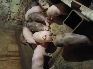 grasuni landrece pietrean 