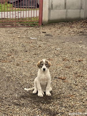 Căței asia centrala vaccinați și deparazitați conform vârstei - imagine 4