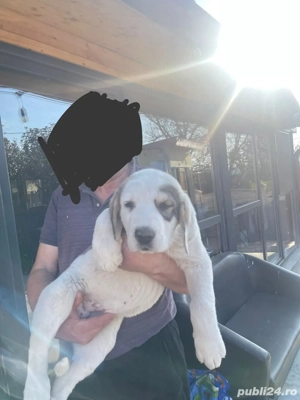 Căței asia centrala vaccinați și deparazitați conform vârstei