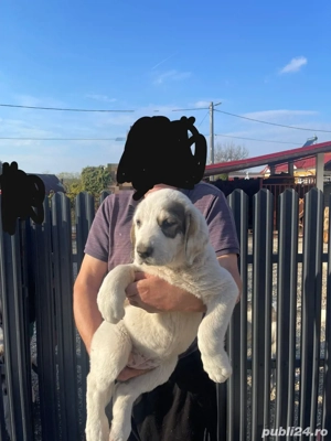 Căței asia centrala vaccinați și deparazitați conform vârstei - imagine 2