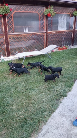 4 Băieți caută casă 