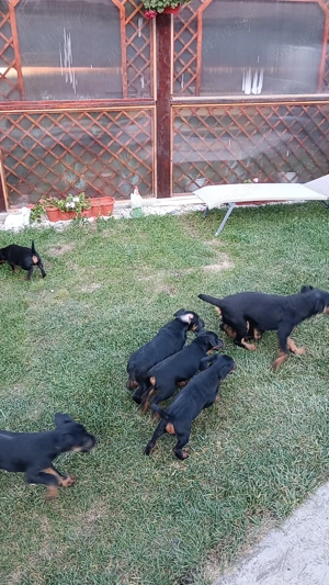 4 Băieți caută casă  - imagine 4