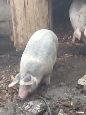 Vând scroafa de carne - imagine 2