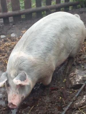 Vând scroafa de carne - imagine 3