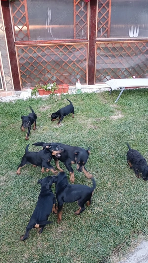 4 Băieți caută casă  - imagine 2