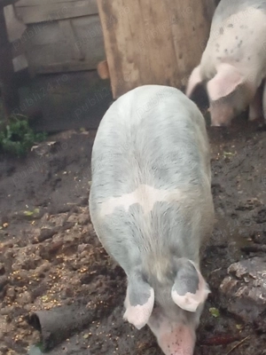 Vând scroafa de carne