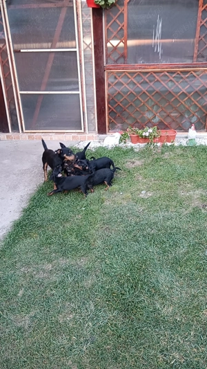 4 Băieți caută casă  - imagine 5