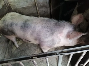Purcea Pietrain de sacrificat 250 kg - imagine 2