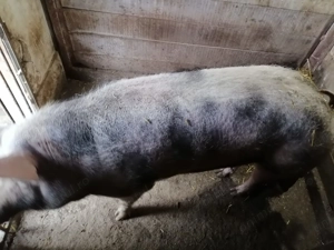 Purcea Pietrain de sacrificat 250 kg - imagine 3