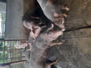 Porci Pietran de casa