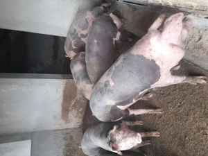 Porci Pietran de casa - imagine 2