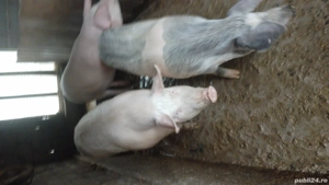 porci de vânzare  - imagine 2