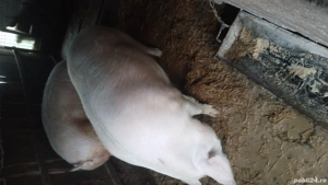 Porci de vânzare  - imagine 3