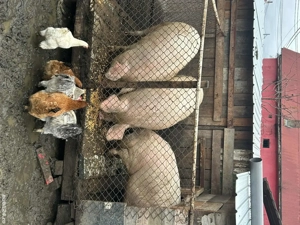 porci de casă - imagine 2