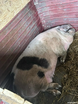 porci de casă - imagine 3