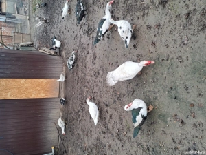 Rațe mute de vânzare  - imagine 2