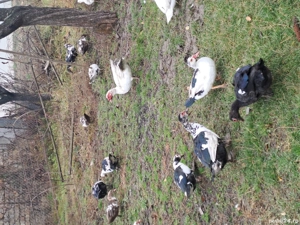 Rațe mute de vânzare  - imagine 4