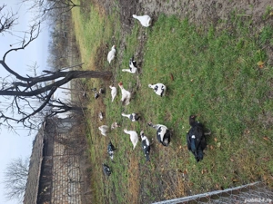 Rațe mute de vânzare  - imagine 5