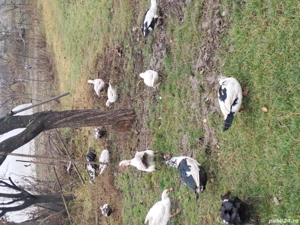 Rațe mute de vânzare  - imagine 3