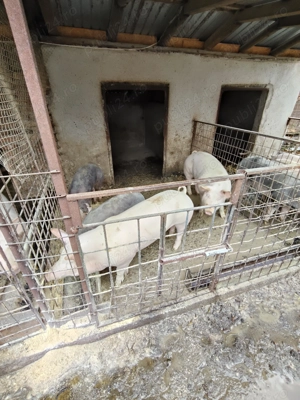 Porci de vânzare 