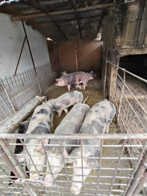 Porci de vânzare  - imagine 2