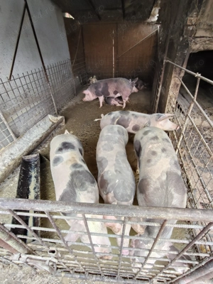 Porci de vânzare  - imagine 4