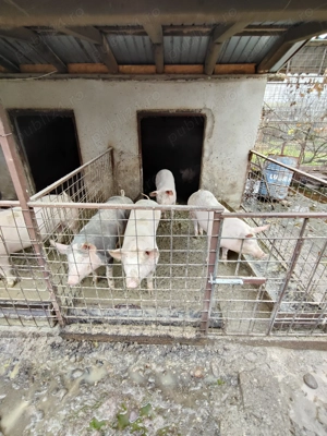 Porci de vânzare  - imagine 3