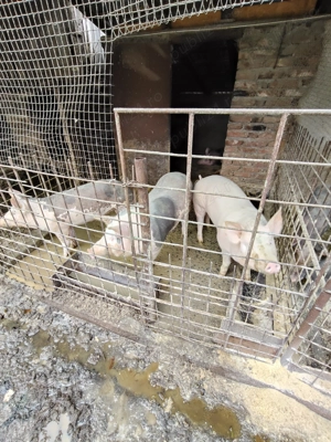 Porci de vânzare  - imagine 5