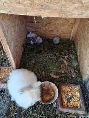 vand familie iepuri cap de leu - imagine 2