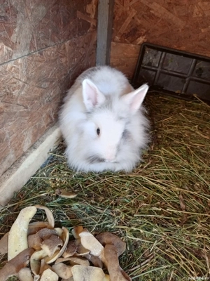 vand familie iepuri cap de leu - imagine 4