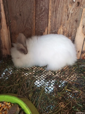 vand familie iepuri cap de leu - imagine 3