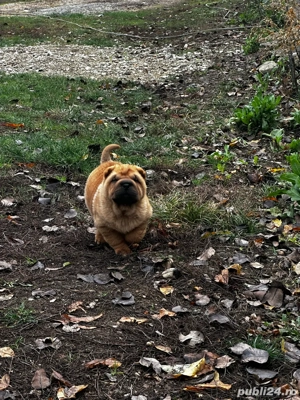 catelusa shar-pei - imagine 2