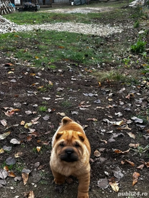 catelusa shar-pei - imagine 3