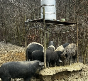 Bazna cu marele alb  - imagine 2