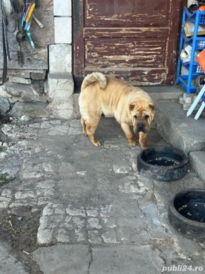 catelusa shar-pei - imagine 4