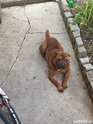catelusa shar-pei - imagine 5