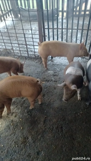 Vand purcei de 9 saptamani basna  - imagine 5