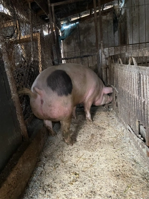 Vand porci de taiat...200kg+.merită văzuți! - imagine 2