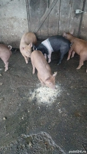 Vand purcei de 9 saptamani basna  - imagine 3