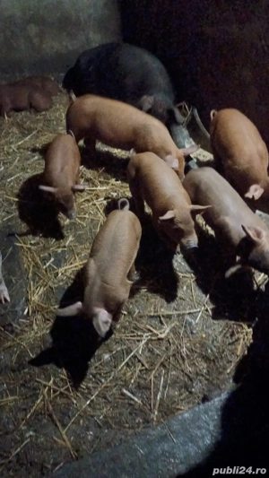 Vand purcei de 9 saptamani basna  - imagine 4