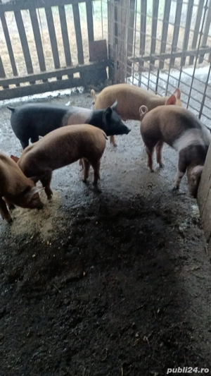 Vand purcei de 9 saptamani basna 