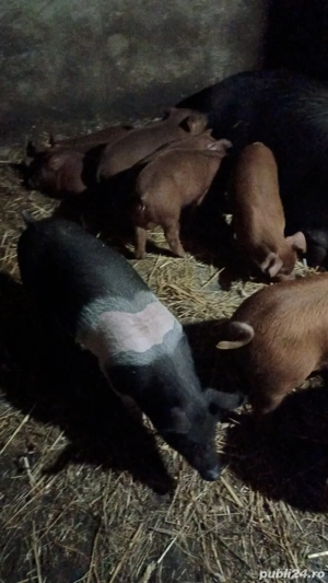 Vand purcei de 9 saptamani basna  - imagine 2