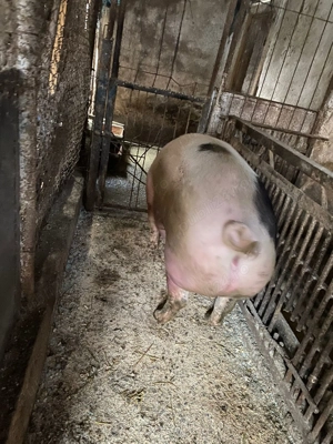 Vand porci de taiat...200kg+.merită văzuți! - imagine 3
