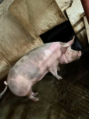 Vand porci de taiat...200kg+.merită văzuți! - imagine 4