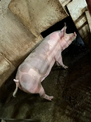 Vand porci de taiat...200kg+.merită văzuți! - imagine 5