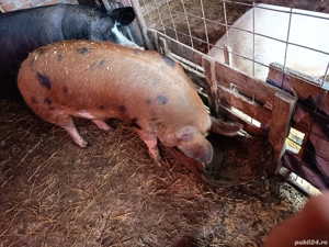 de vanzare - imagine 2