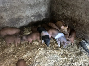 Vand purcei de 9 saptamani si 7 saptamani 