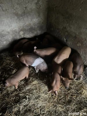 Vand purcei de 9 saptamani si 7 saptamani  - imagine 2