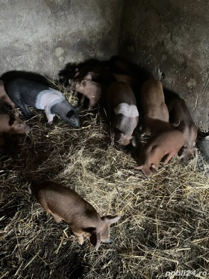 Vand purcei de 9 saptamani si 7 saptamani  - imagine 3